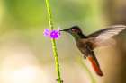 Trinidad. Ruby topaz hummingbird-feeding on vervain flower. Art Print